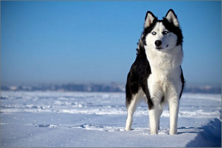 Husky dog snow camera blue - a husky dog free wallpaper