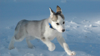 Husky running snow paw air - a husky dog free wallpaper