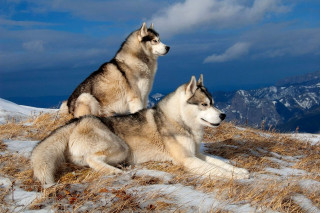 Husky dogs snowy hill mountains - husky free wallpaper