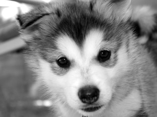 Dog looking camera head tilted - chippy free wallpaper