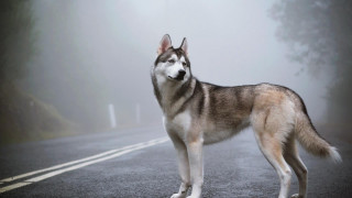 Husky foggy road woods dog - husky free wallpaper