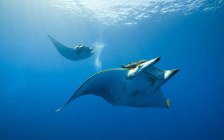 Manta ray swimming ocean nearby - nearby free wallpaper