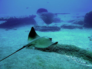 Manta ray swimming ocean manta - underwater free wallpaper