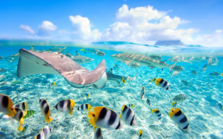 Stingper ocean fish manta ray - the water free wallpaper