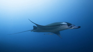 Large fish swimming ocean long - the water free wallpaper