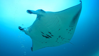 Manta ray swimming ocean blue - aquirax uno free wallpaper for desktop
