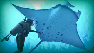 Manta ray scuba diver ocean - aquirax uno free wallpaper for desktop