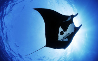 Manta ray swims through water - aquirax uno free wallpaper for desktop