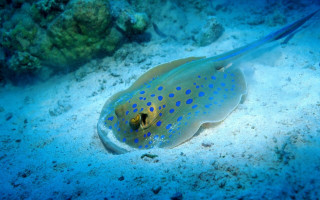 Blue yellow fish ocean floor - bioluminescence free wallpaper