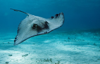 Large stingfish swimming ocean hook - aquirax uno free wallpaper for desktop