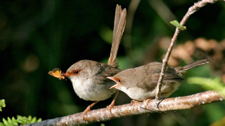 Two birds sitting branch beaks 2 - two bird free wallpaper