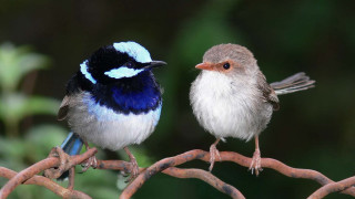 Two birds branch blurry background - two bird free wallpaper