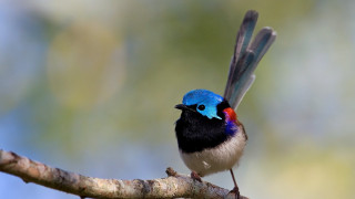 Blue bird black wings branch - black wing free wallpaper