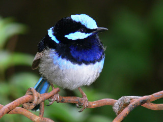 Small blue black bird branch - elizabeth durack free wallpaper