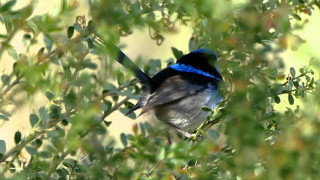 Blue bird tree branch leaves - australian tonalism free wallpaper