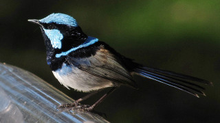 Blue black bird feeder looking - male free wallpaper