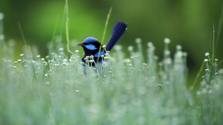 Blue bird black head tail - dew free wallpaper