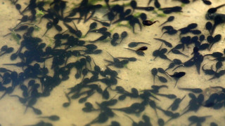 Small fish swimming pond algae - ecological art free wallpaper