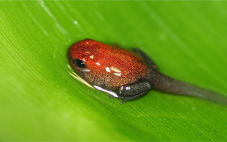 Red black frog green leaf - a green leaf free wallpaper