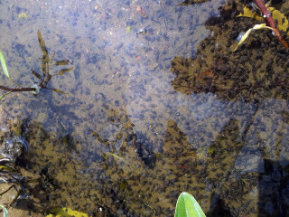 Water plants leaves floating person - a body of water free wallpaper