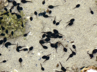 Black bugs sandy ground rock - sandy free wallpaper