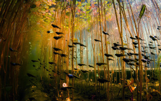 Fish pond bamboo plants sunlight - sunlight free wallpaper