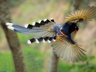 Flying bird with long tail - ding guanpeng free wallpaper
