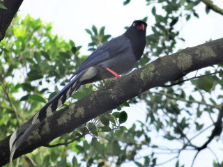 Bird branch leaves sky clouds - sumatraism free wallpaper