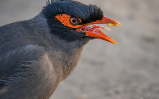 Bird colorful beak orange eyes - dionisiu free wallpaper