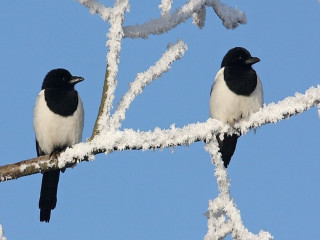 Two birds branch tree snow - bourgeoi free wallpaper