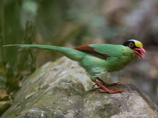 Green bird wings spread rock - craola free wallpaper