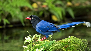 Blue bird red beak mossy - mossy free wallpaper