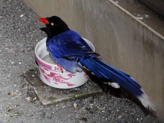 Blue bird white bowl ground - a blue bird free wallpaper