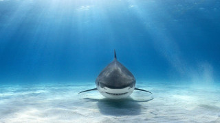Shark swimming ocean sunlight person - the water free wallpaper