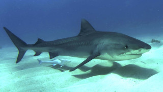 Large shark sandy ocean floor - nearby free wallpaper