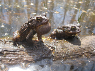Two frogs sitting log pond - an illustration free wallpaper