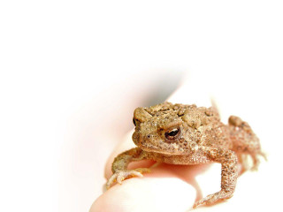 Small frog persons hand white - a white wall free wallpaper