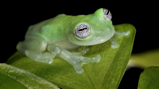 Green frog holography macro detailed - domirinic fegallia free wallpaper