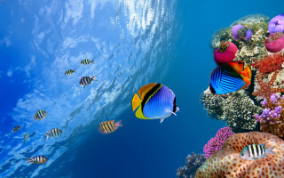 Fish swimming blue ocean coral 3 - a group of fish swimming free wallpaper