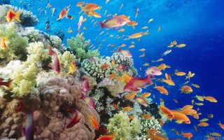 Fish coral reef ocean blue 14 - free nature wallpaper