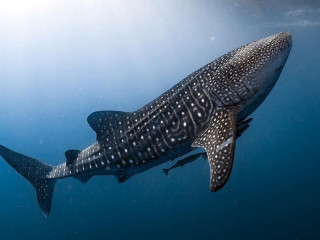 Whale swimming ocean sunbeam scuba - wildlife photography free wallpaper for desktop