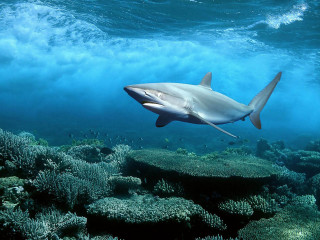 Shark swimming coral reef ocean 3 - a large amount of water free wallpaper