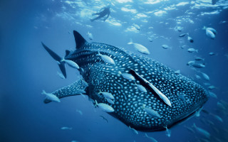 Whale swimming ocean fish around 3 - fish free wallpaper