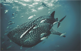 Whale swimming fish around neck - damien hirst free wallpaper