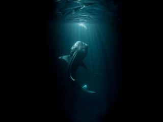 Whale swimming ocean head under - sunlight free wallpaper