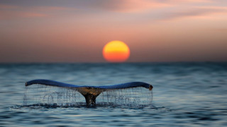 Whale tail sunset ocean sun - the sun in the background free wallpaper