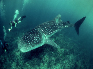 Whale shark scuba diver coral - a coral reef free wallpaper
