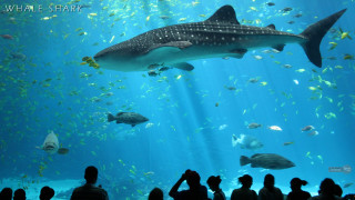Whale aquarium fish people watching - damien hirst free wallpaper