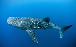Whale swimming fish ocean bubbles - nearby free wallpaper