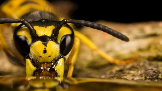 Yellow black insect rock water - mouth free wallpaper